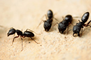 Suspect Carpenter Ants? Get your WDI Inspection