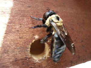 Carpenter bees boring a hole? Get a WDI Inspection