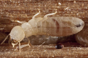 Termites Crumbling Your Home? Get Your WDI Home Inspection